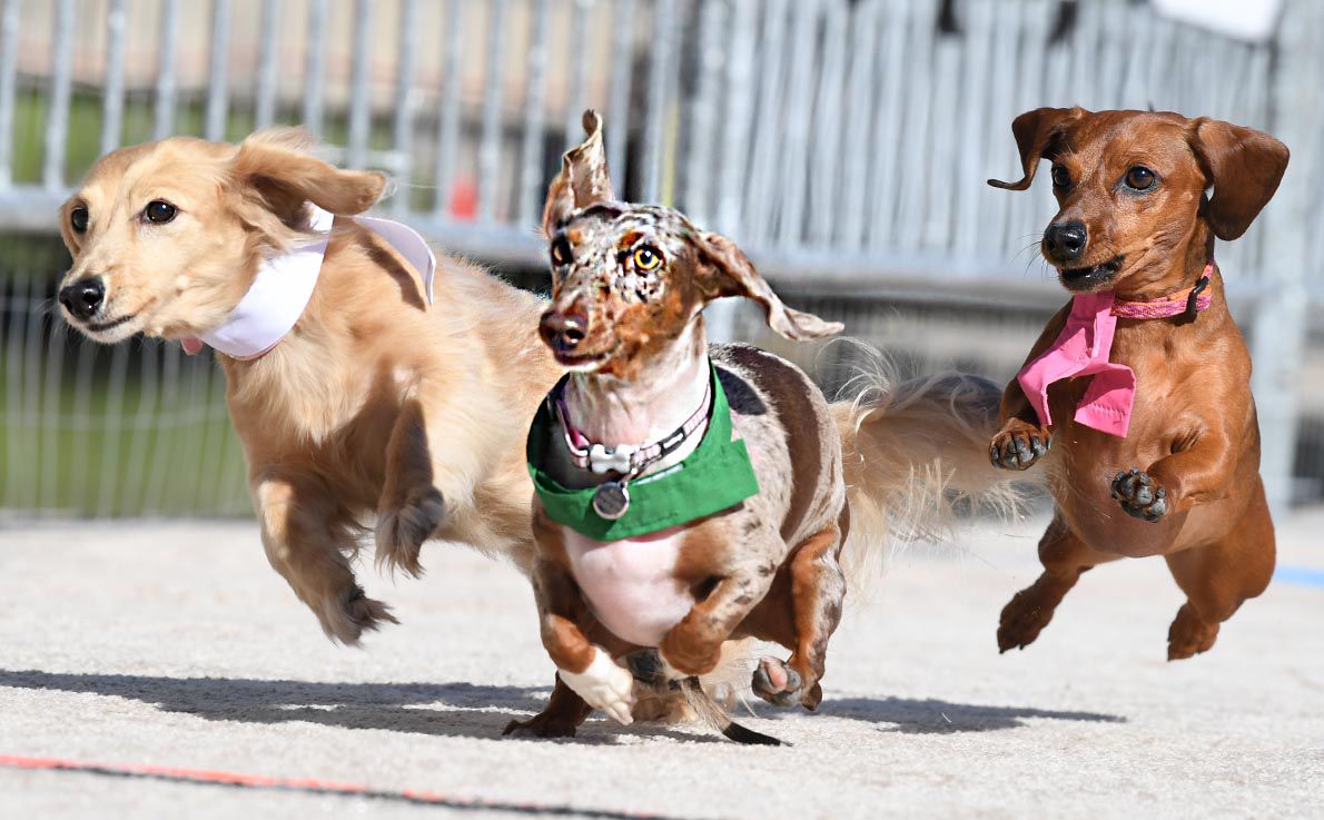 Weiner Fest 2017 35.jpg